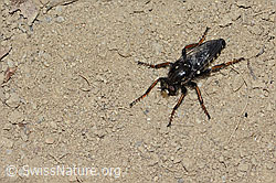 Gefleckte Makelfliege (Cyrtopogon maculipennis) (C225219) Gefleckte Makelfliege (Cyrtopogon maculipennis) (C225219)