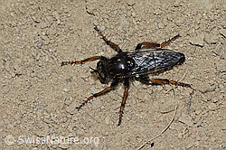 Gefleckte Makelfliege (Cyrtopogon maculipennis) (C225226) Gefleckte Makelfliege (Cyrtopogon maculipennis) (C225226)