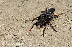Gefleckte Makelfliege (Cyrtopogon maculipennis) (C225229) Gefleckte Makelfliege (Cyrtopogon maculipennis) (C225229)