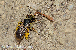 Gewöhnliche Dörnchensandbiene (Andrena humilis) (30.05.2022, C225235)