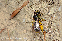 Andrena humilis (C225237)