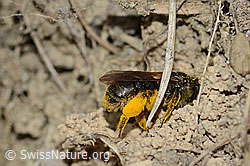 Andrena humilis (C225241)