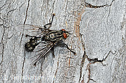 Graue Fleischfliege (Sarcophaga carnaria) (C225265) Graue Fleischfliege (Sarcophaga carnaria) (C225265)