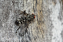 Graue Fleischfliege (Sarcophaga carnaria) (C225269) Graue Fleischfliege (Sarcophaga carnaria) (C225269)