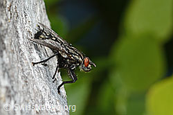 Graue Fleischfliege (Sarcophaga carnaria) (C225272) Graue Fleischfliege (Sarcophaga carnaria) (C225272)
