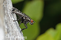 Graue Fleischfliege (Sarcophaga carnaria) (C225273) Graue Fleischfliege (Sarcophaga carnaria) (C225273)