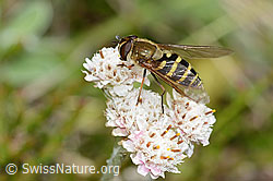 Behaarte Schwebfliege (Syrphus torvus) auf Gemeinem Katzenpfötchen (Antennaria dioica) (C225331) Behaarte Schwebfliege (Syrphus torvus) auf Gemeinem Katzenpfötchen (Antennaria dioica) (C225331)