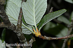 Bergulme (Ulmus glabra) (C225350)