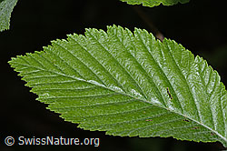 Bergulme (Ulmus glabra) (C225352)