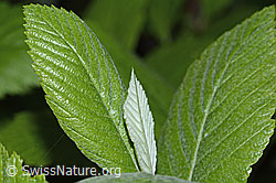 Bergulme (Ulmus glabra) (C225354)
