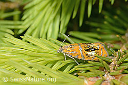 Olethreutes arcuella on a conifer (C225364)