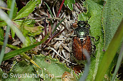 Phyllopertha horticola (C225372)