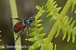 Phyllopertha horticola on fern (C225397) Phyllopertha horticola on fern (C225397)