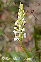 Gymnadenia conopsea (C225413)