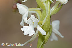 Gymnadenia conopsea (C225415)