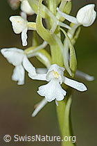 Gymnadenia conopsea (C225422)