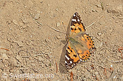 Distelfalter (Vanessa cardui) (30.05.2022, C225424)