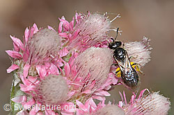 Dufourea minuta on Antennaria dioica (C225434) Dufourea minuta on Antennaria dioica (C225434)