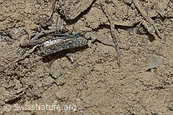 Bunte Graszirpe (Errastunus ocellaris) (C225439)