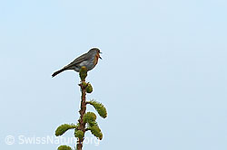 Rotkehlchen (Erithacus rubecula) (C225448) Rotkehlchen (Erithacus rubecula) (C225448)