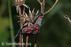 Photo: Zygaena filipendulae