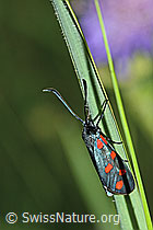 Photo: Zygaena filipendulae