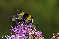 Hummel-Gebirgsschwebfliege (Sericomyia bombiformis) an Sumpf-Kratzdistel (Cirsium palustre) (C229449) Hummel-Gebirgsschwebfliege (Sericomyia bombiformis) an Sumpf-Kratzdistel (Cirsium palustre) (C229449)