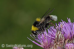 Hummel-Gebirgsschwebfliege (Sericomyia bombiformis) an Sumpf-Kratzdistel (Cirsium palustre) (C229456) Hummel-Gebirgsschwebfliege (Sericomyia bombiformis) an Sumpf-Kratzdistel (Cirsium palustre) (C229456)