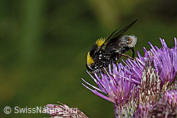 Hummel-Gebirgsschwebfliege (Sericomyia bombiformis) an Sumpf-Kratzdistel (Cirsium palustre) (C229457) Hummel-Gebirgsschwebfliege (Sericomyia bombiformis) an Sumpf-Kratzdistel (Cirsium palustre) (C229457)