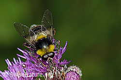 Hummel-Gebirgsschwebfliege (Sericomyia bombiformis) an Sumpf-Kratzdistel (Cirsium palustre) (C229459) Hummel-Gebirgsschwebfliege (Sericomyia bombiformis) an Sumpf-Kratzdistel (Cirsium palustre) (C229459)