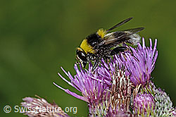 Hummel-Gebirgsschwebfliege (Sericomyia bombiformis) an Sumpf-Kratzdistel (Cirsium palustre) (C229462) Hummel-Gebirgsschwebfliege (Sericomyia bombiformis) an Sumpf-Kratzdistel (Cirsium palustre) (C229462)
