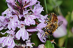 Mistbiene (Eristalis tenax)