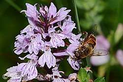 Mistbiene (Eristalis tenax) auf Fuchs Mistbiene (Eristalis tenax) auf Fuchs
