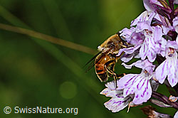 Mistbiene (Eristalis tenax) auf Fuchs Mistbiene (Eristalis tenax) auf Fuchs