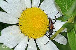 Kleiner Schmalbock (Stenurella melanura) an gewöhnlicher Wiesen-Margerite (Leucanthemum vulgare) (C229477) Kleiner Schmalbock (Stenurella melanura) an gewöhnlicher Wiesen-Margerite (Leucanthemum vulgare) (C229477)