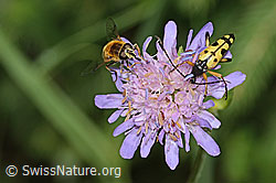 Gefleckter Schmalbock (Rutpela maculata) auf Wald-Witwenblume (Knautia dipsacifolia) (C229494) Gefleckter Schmalbock (Rutpela maculata) auf Wald-Witwenblume (Knautia dipsacifolia) (C229494)