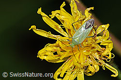 Foto: Grüne Distelwanze (Calocoris affinis) auf Blume