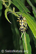 Gefleckter Schmalbock (Rutpela maculata) (C229509) Gefleckter Schmalbock (Rutpela maculata) (C229509)