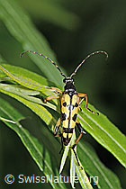 Gefleckter Schmalbock (Rutpela maculata) (C229517) Gefleckter Schmalbock (Rutpela maculata) (C229517)