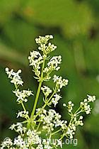 Weisses Labkraut (Galium album) (26.06.2022, C229554)