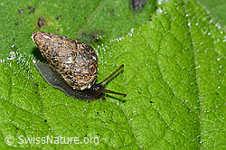 Bergturmschnecke (Ena montana) (C229561) Bergturmschnecke (Ena montana) (C229561)