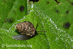 Bergturmschnecke (Ena montana) (C229566) Bergturmschnecke (Ena montana) (C229566)