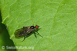 Hybos culiciformis (Buckeltanzfliege) (26.06.2022, C229577)