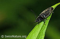 Schwarzer Rauhaarschnellkäfer (Hemicrepidius niger) (C229627) Schwarzer Rauhaarschnellkäfer (Hemicrepidius niger) (C229627)