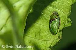 Photo: Cassida rubiginosa