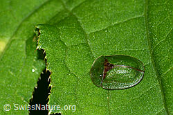 Photo: Cassida rubiginosa