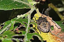Rotbeinige Baumwanze (Pentatoma rufipes) (C229660) Rotbeinige Baumwanze (Pentatoma rufipes) (C229660)