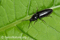 Schwarzer Rauhaarschnellkäfer (Hemicrepidius niger) (C229664) Schwarzer Rauhaarschnellkäfer (Hemicrepidius niger) (C229664)