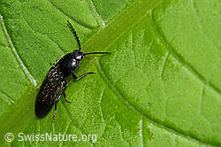 Schwarzer Rauhaarschnellkäfer (Hemicrepidius niger) (C229668) Schwarzer Rauhaarschnellkäfer (Hemicrepidius niger) (C229668)