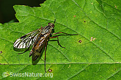 Photo: Rhagio scolopaceus